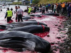 Almost 100 whales dragged onshore and slaughtered