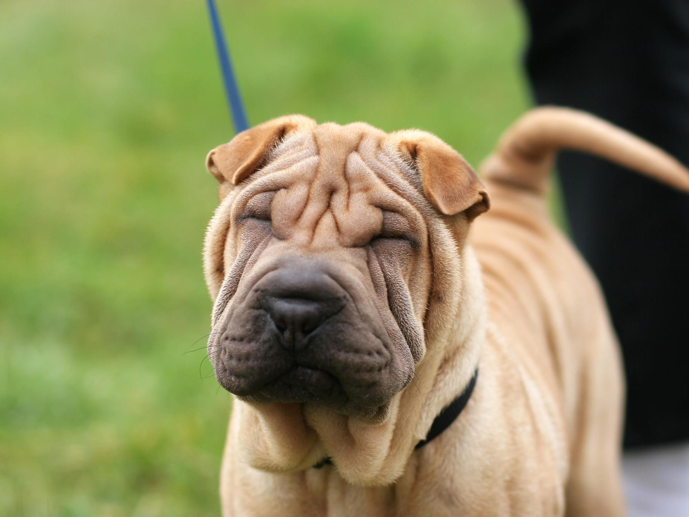 File image of shar-pei dog.