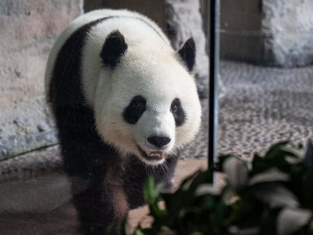 Female giant panda Meng Meng in its enclosure