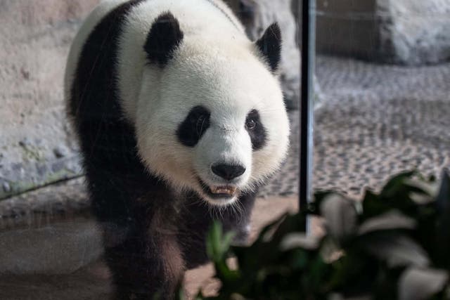 Female giant panda Meng Meng in its enclosure