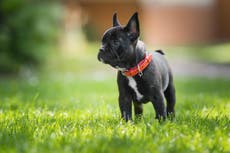 French bulldog dies on long-haul flight after ‘overheating’