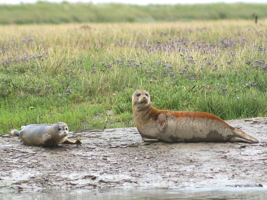Researchers counted seals born in the river by analysing hundreds of photos taken during last year's pupping season
