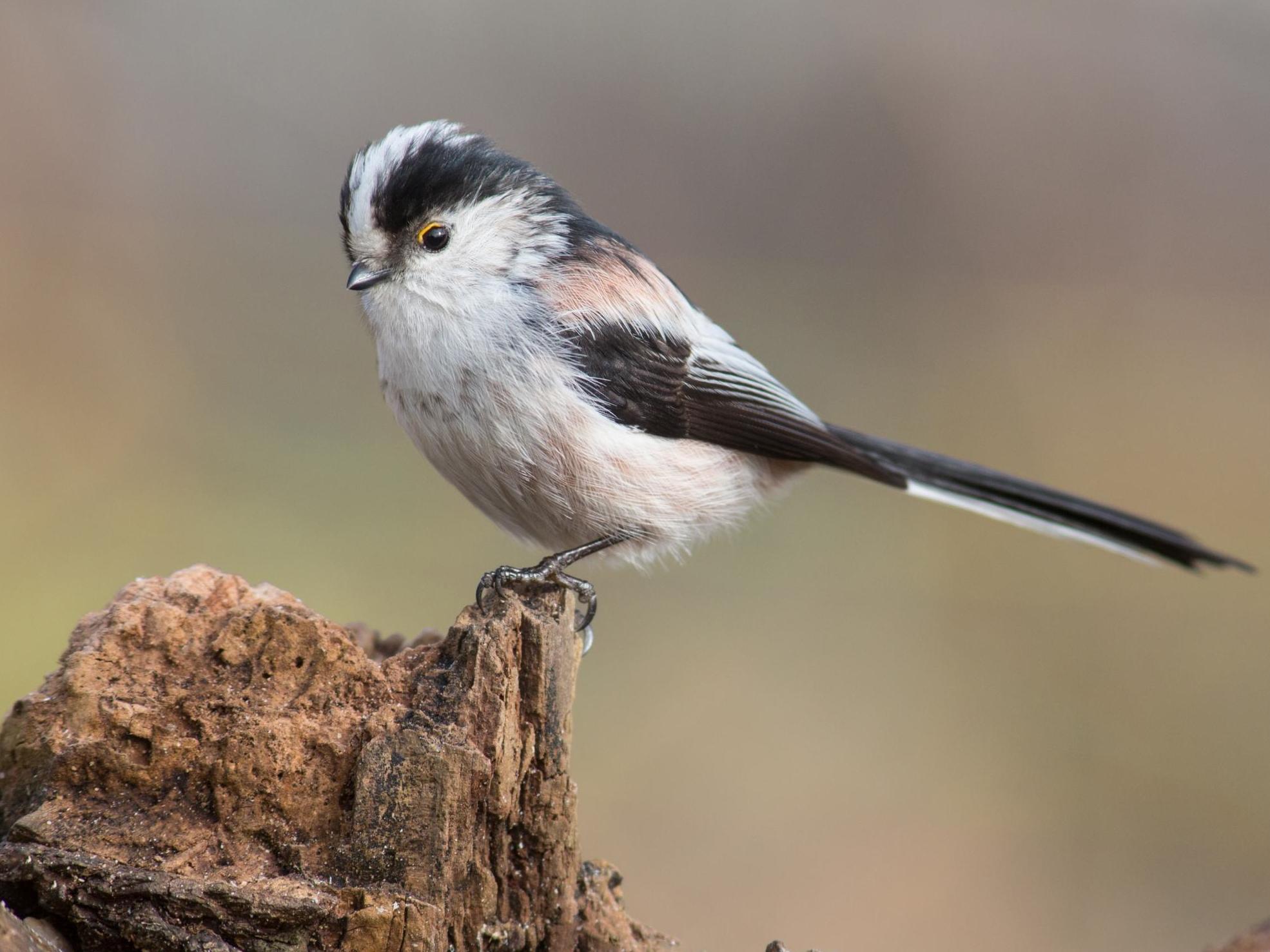 Climate change has positive impact on most English birds, study finds - The Independent