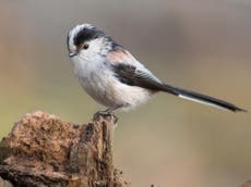 Climate change has positive impact on most English birds, study finds