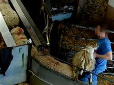 Covert footage shows ‘horrendous cruelty’ towards sheep at UK abattoir