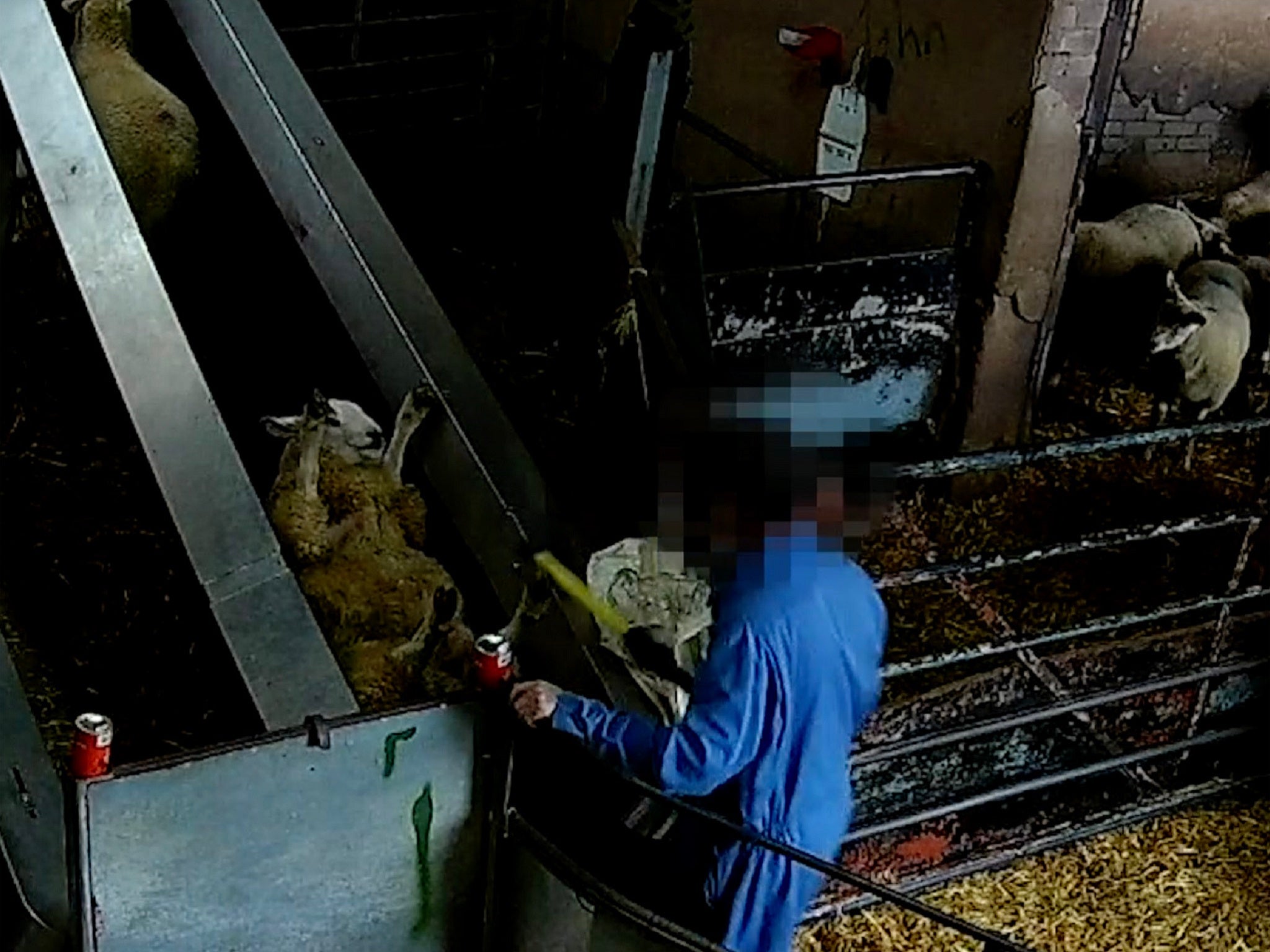 Covert video footage captured by Animal Aid activists allegedly shows sheep being mistreated at Farmers Fresh abattoir in Wrexham, Wales.