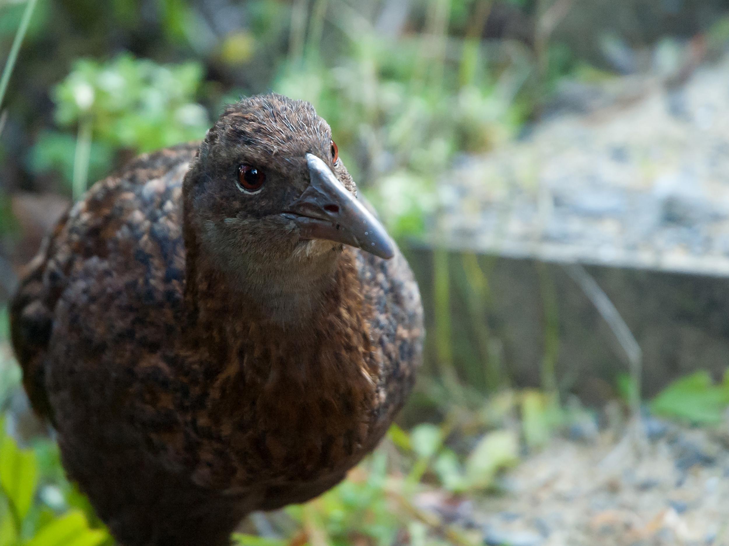 The weka brings plants to new areas by eating fruit and excreting the seeds