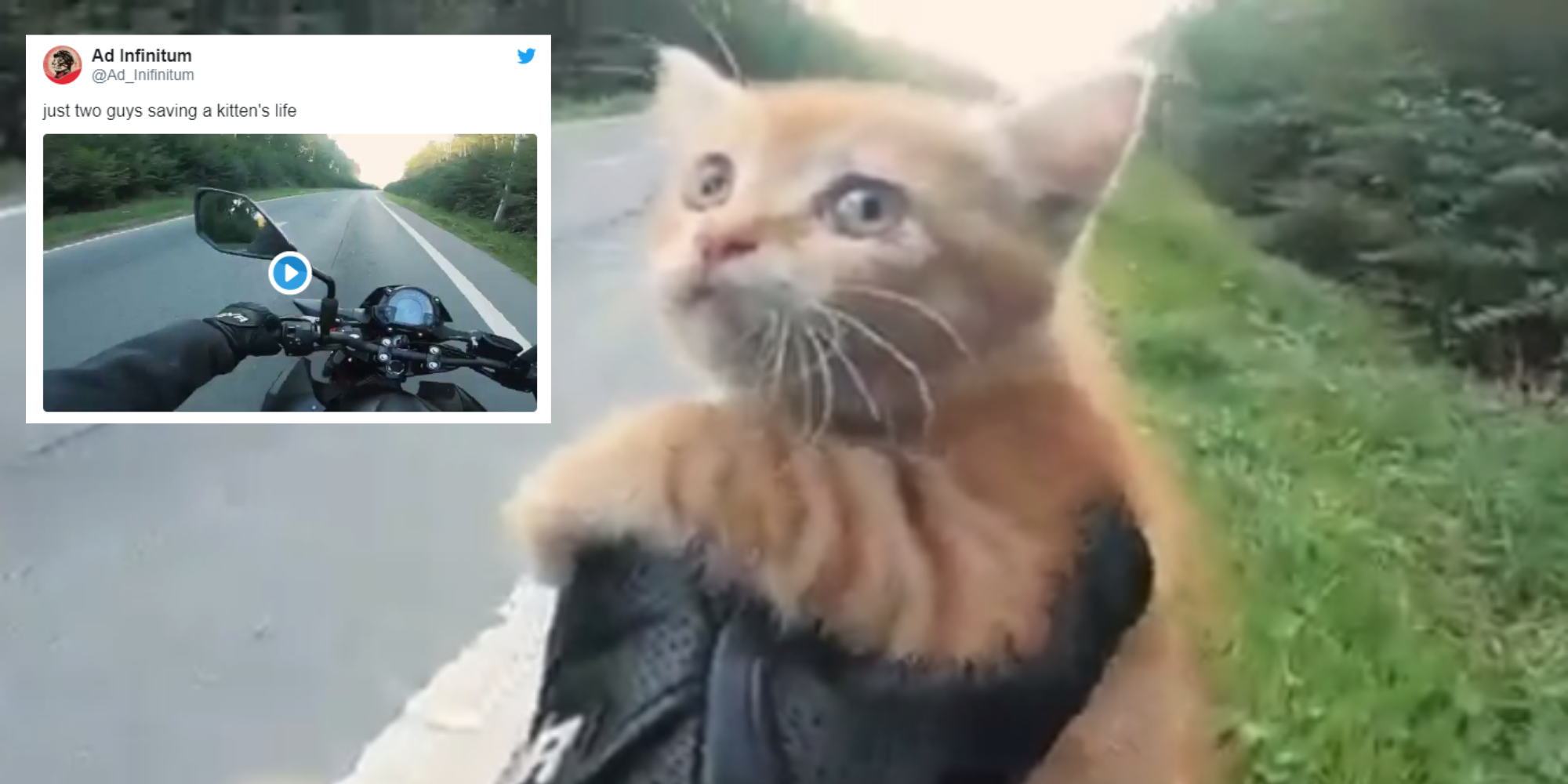 Video Of Two Men Rescuing Kitten From Middle Of The Road Goes