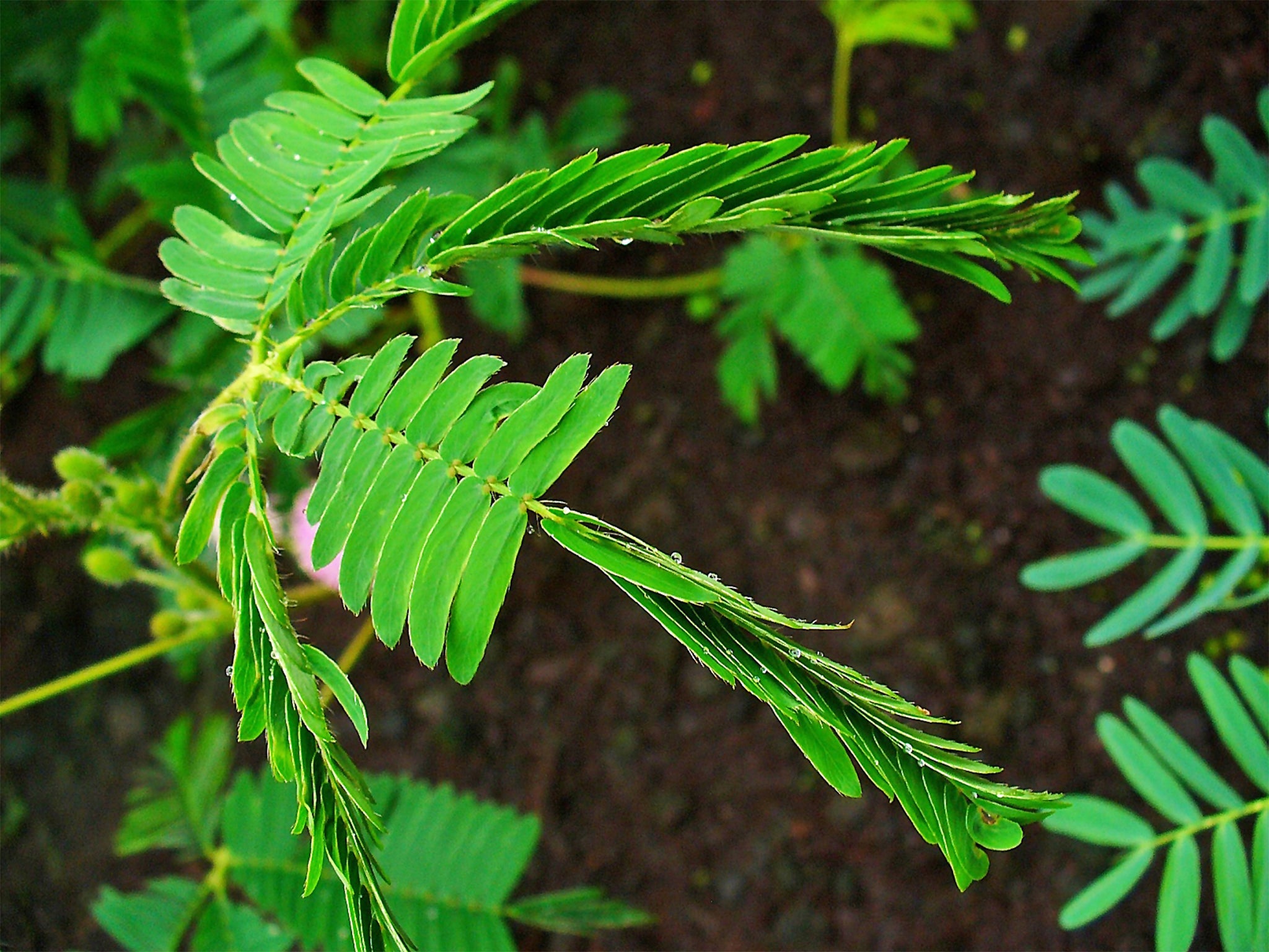 The Mimosa pudica, know as the sensitive plant, contracts its leaves when touched (H Zell)