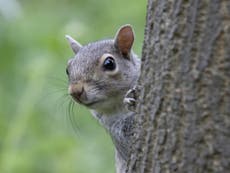 Squirrels listen to birds’ conversations to see if danger has passed