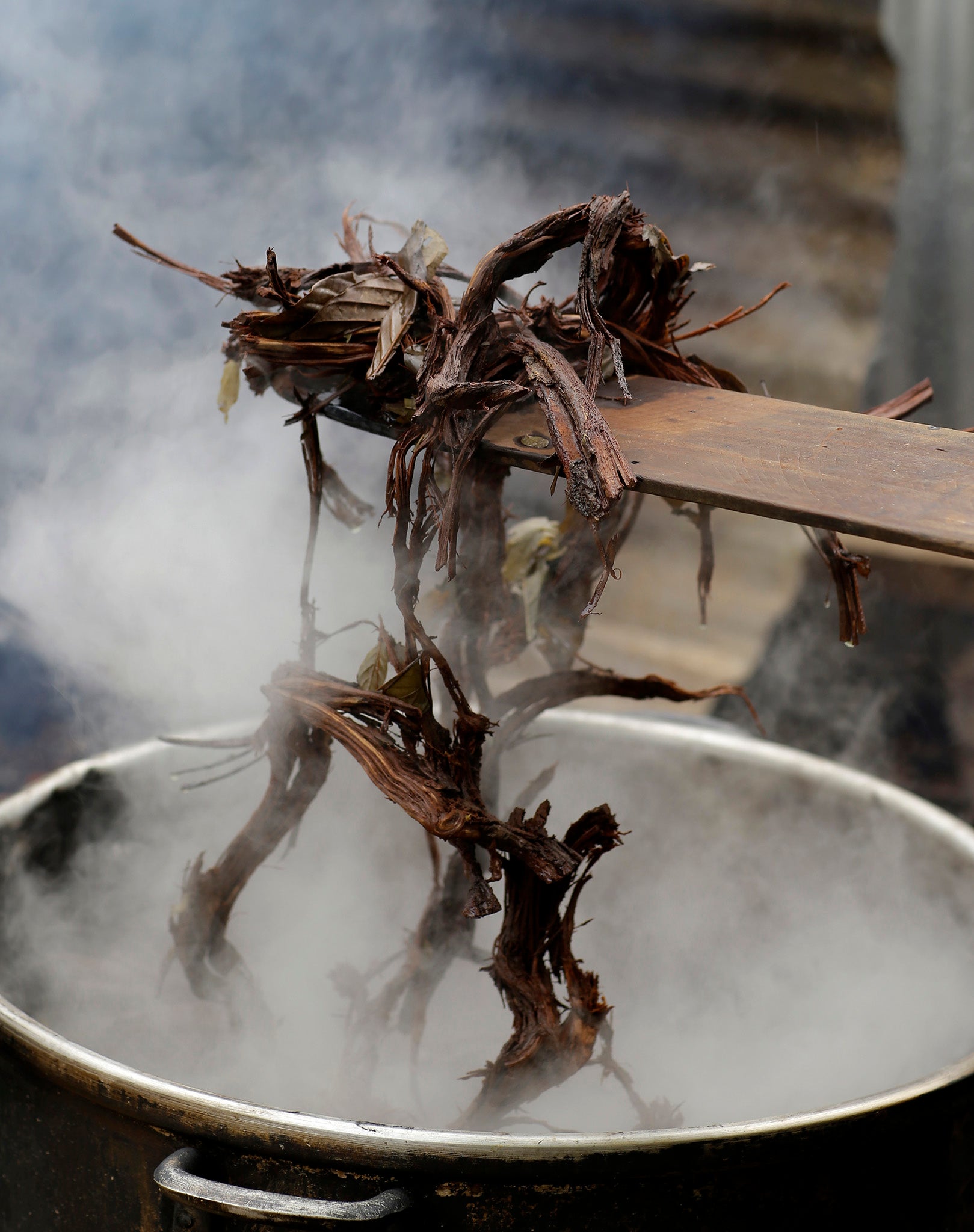 Gagliano says she started hearing plants after using ayahuasca, a hallucinogenic brew, used as a traditional medicine by indigenous people in the Amazon