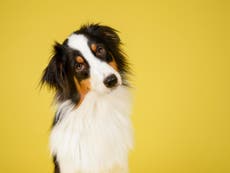 Humans have altered dogs' brains, research finds