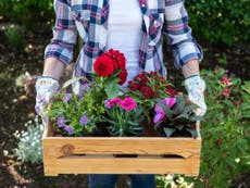 Why doctors are prescribing gardening for anxiety and depression