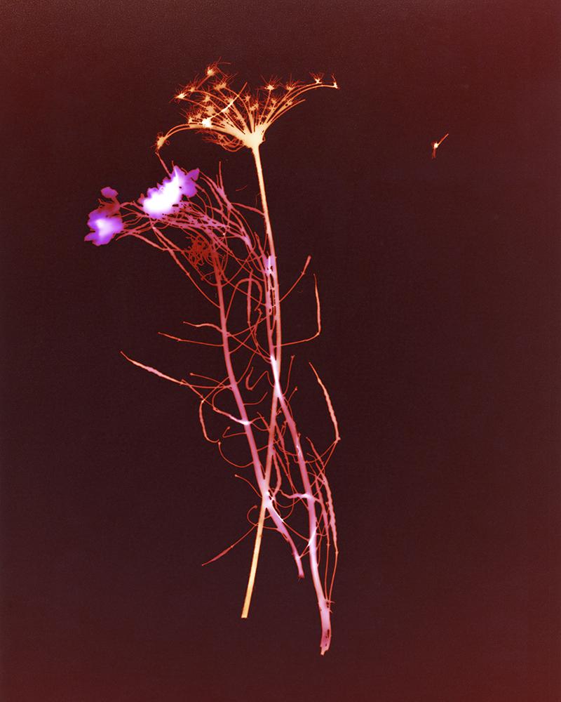 Photogram of wild flowers taken in Bure in 2019