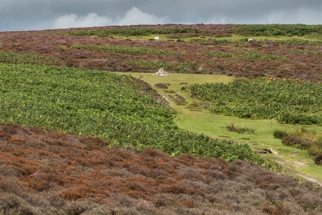 Instead of a purple haze, acres of heather on the Long Mynd in Shrophire and Holnicote on Exmoor have been turned brown due to last year's hot, dry weather