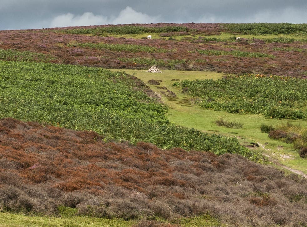Instead of a purple haze, acres of heather on the Long Mynd in Shrophire and Holnicote on Exmoor have been turned brown due to last year's hot, dry weather