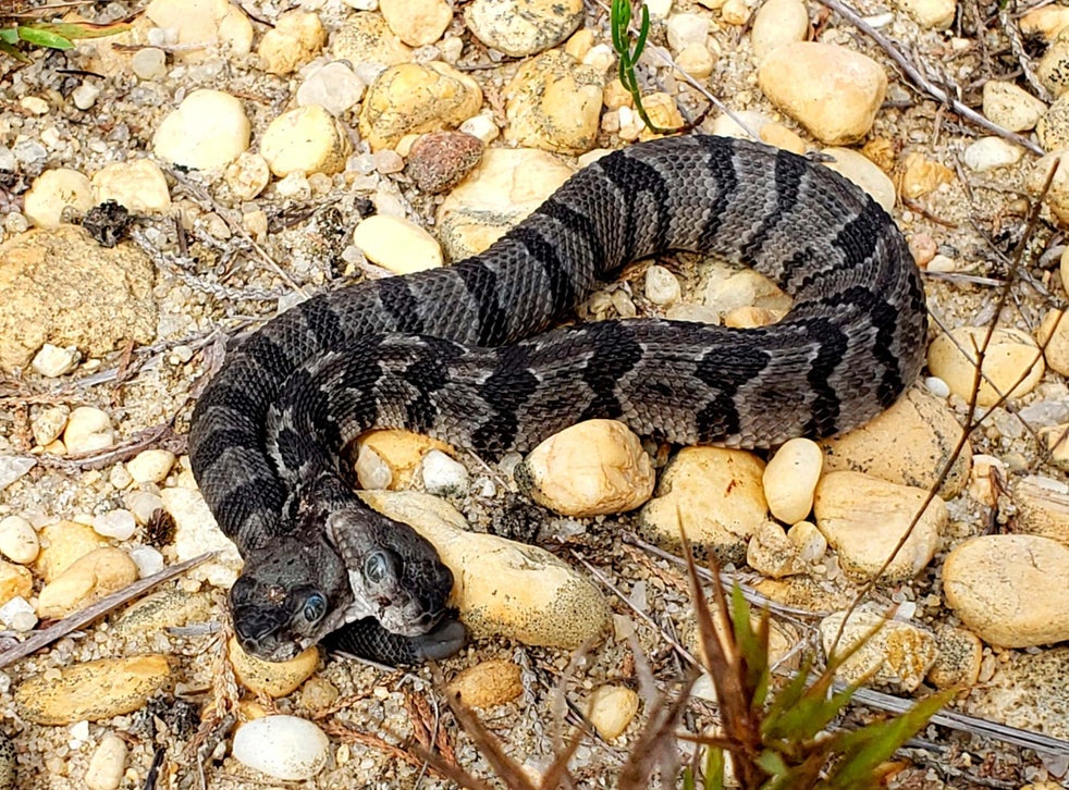 Rare twoheaded rattlesnake found in US The Independent The Independent