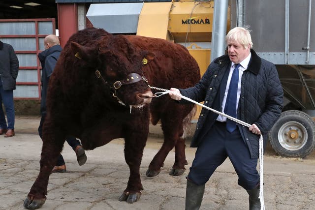 Boris Johnson trying to manage a bull at a farm near Aberdeen.