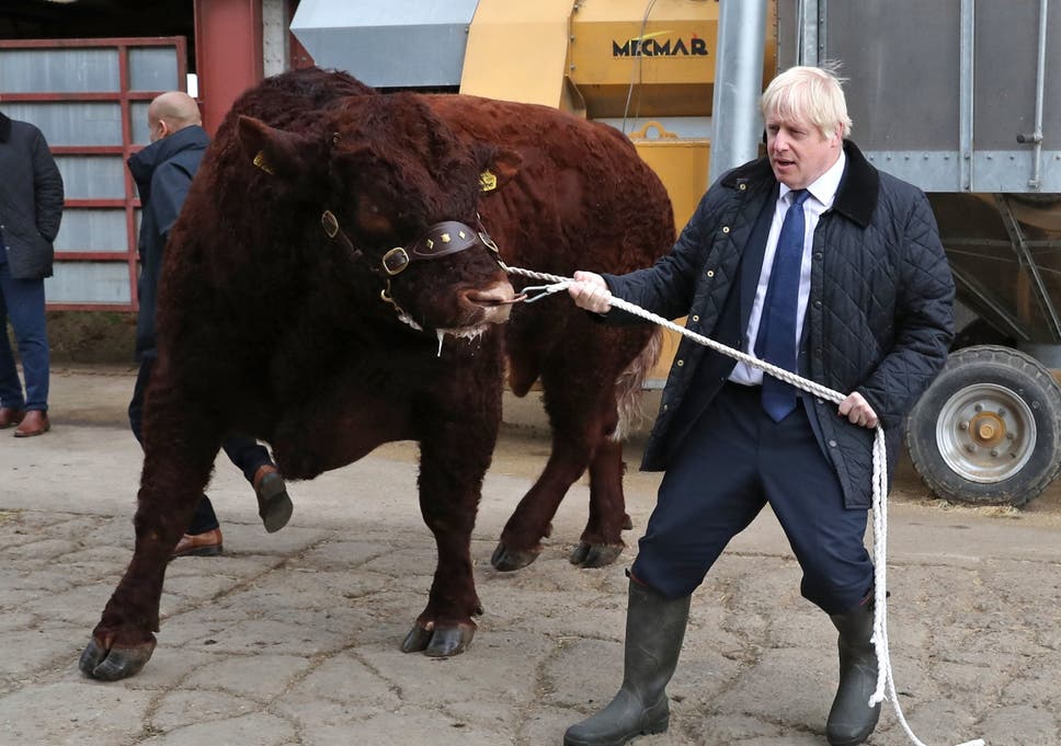 boris-bull.jpg