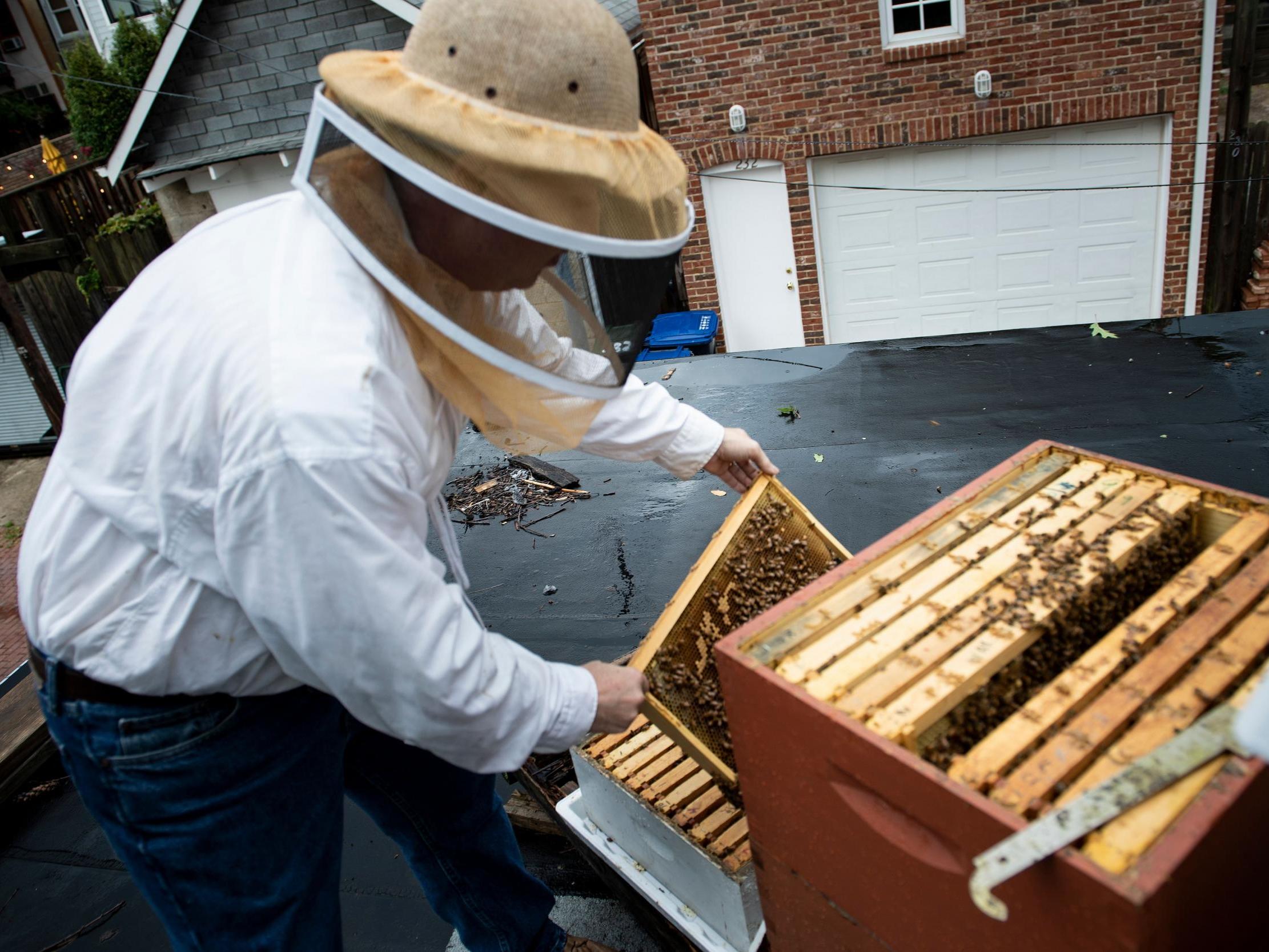 Urban beekeeper looks at beehives in Washington, DC, 7 August 2019.