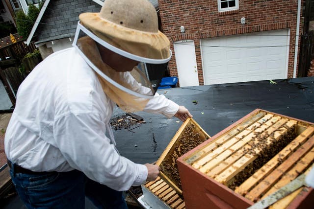 Urban beekeeper looks at beehives in Washington, DC, 7 August 2019.