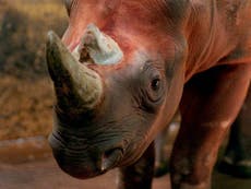 Trump administration to let trophy hunter who killed rare rhino import