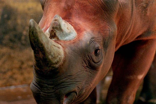 A trophy hunter is set to be granted a permit by Trump administration to import body parts from the rare black rhino he shot in Africa