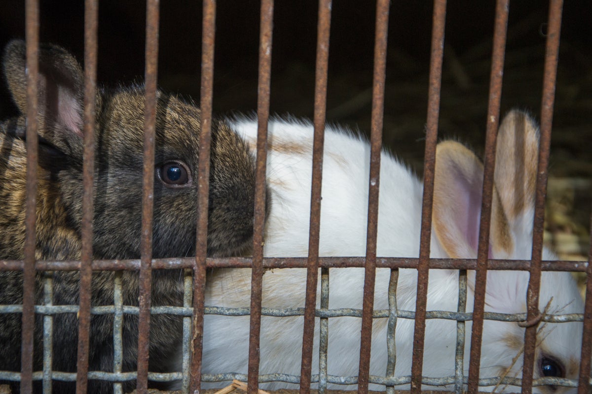 Vegan activists 'cause death of 100 rabbits' with rescue raid, famers ...