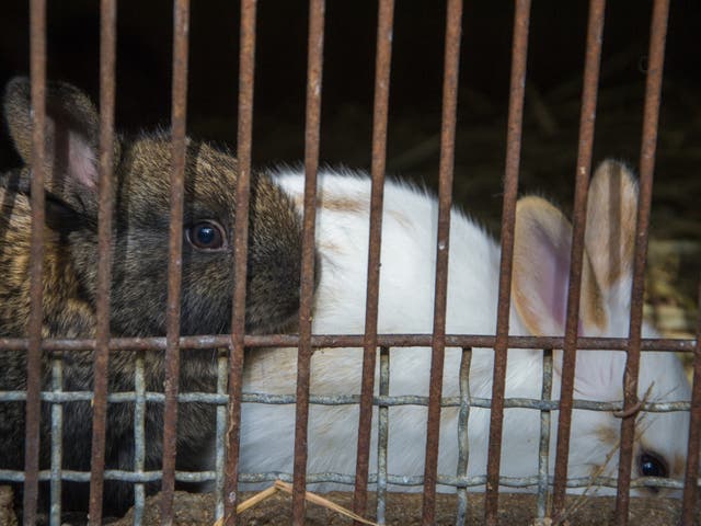 Animal rights groups have documented the poor conditions at several Spanish rabbit farms