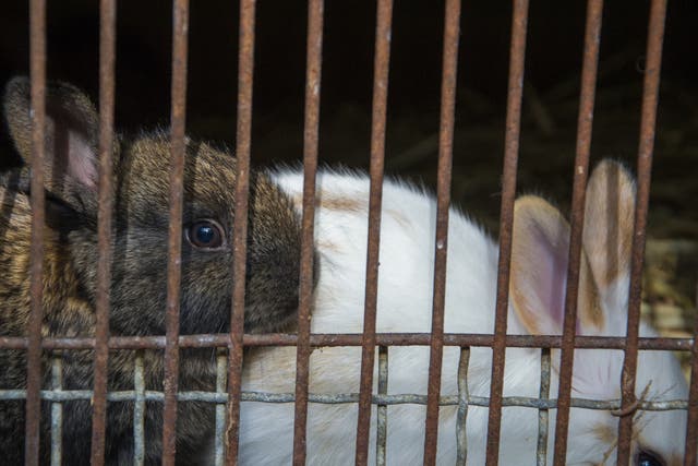 Animal rights groups have documented the poor conditions at several Spanish rabbit farms