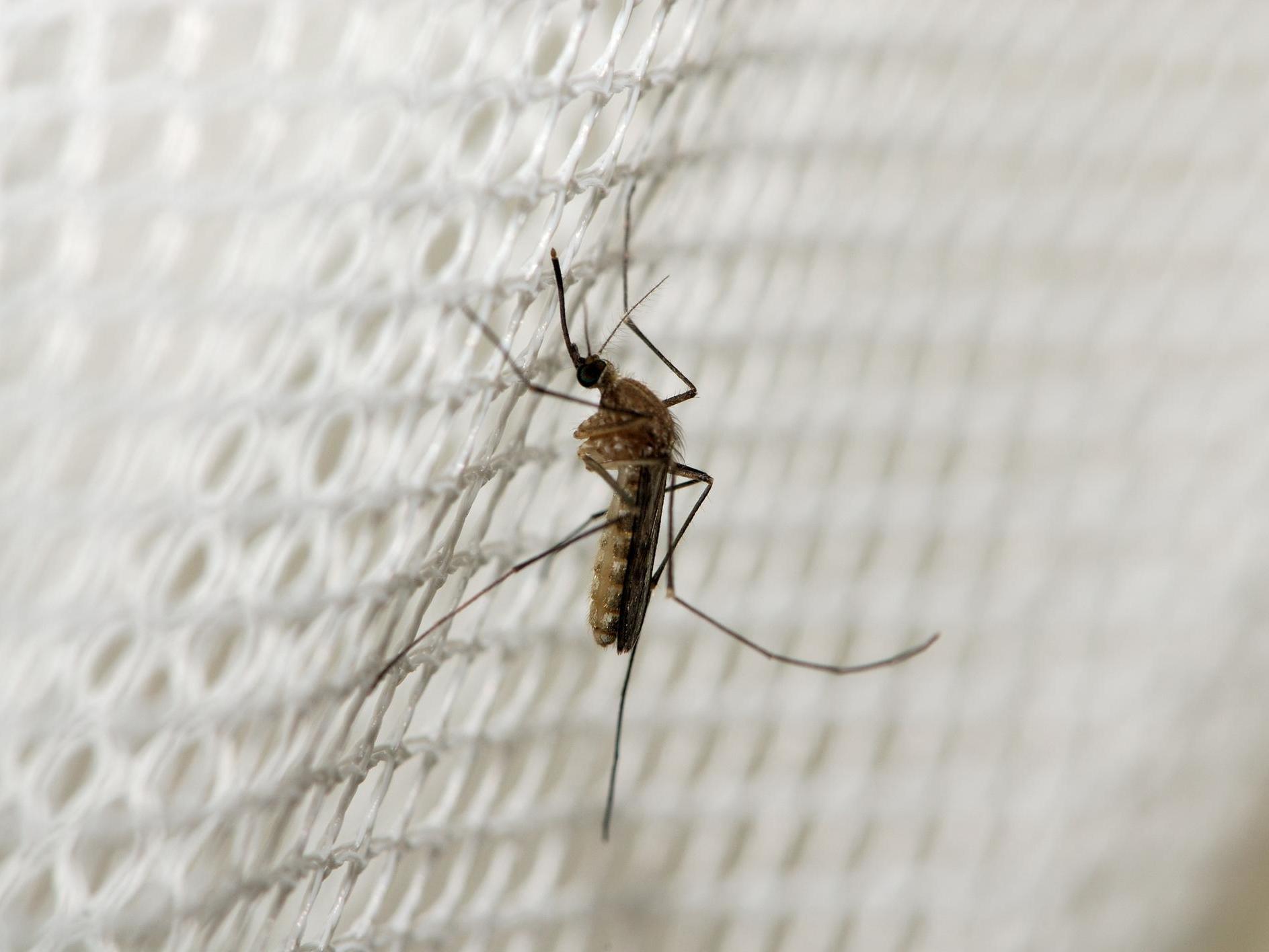 Under-fives are most at risk of dying from the mosquito-borne disease