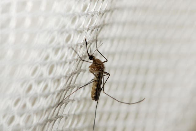 Under-fives are most at risk of dying from the mosquito-borne disease 
