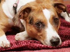 Mystery dog illness that has killed dozens of pets in Norway could be linked to mushrooms, investigators say