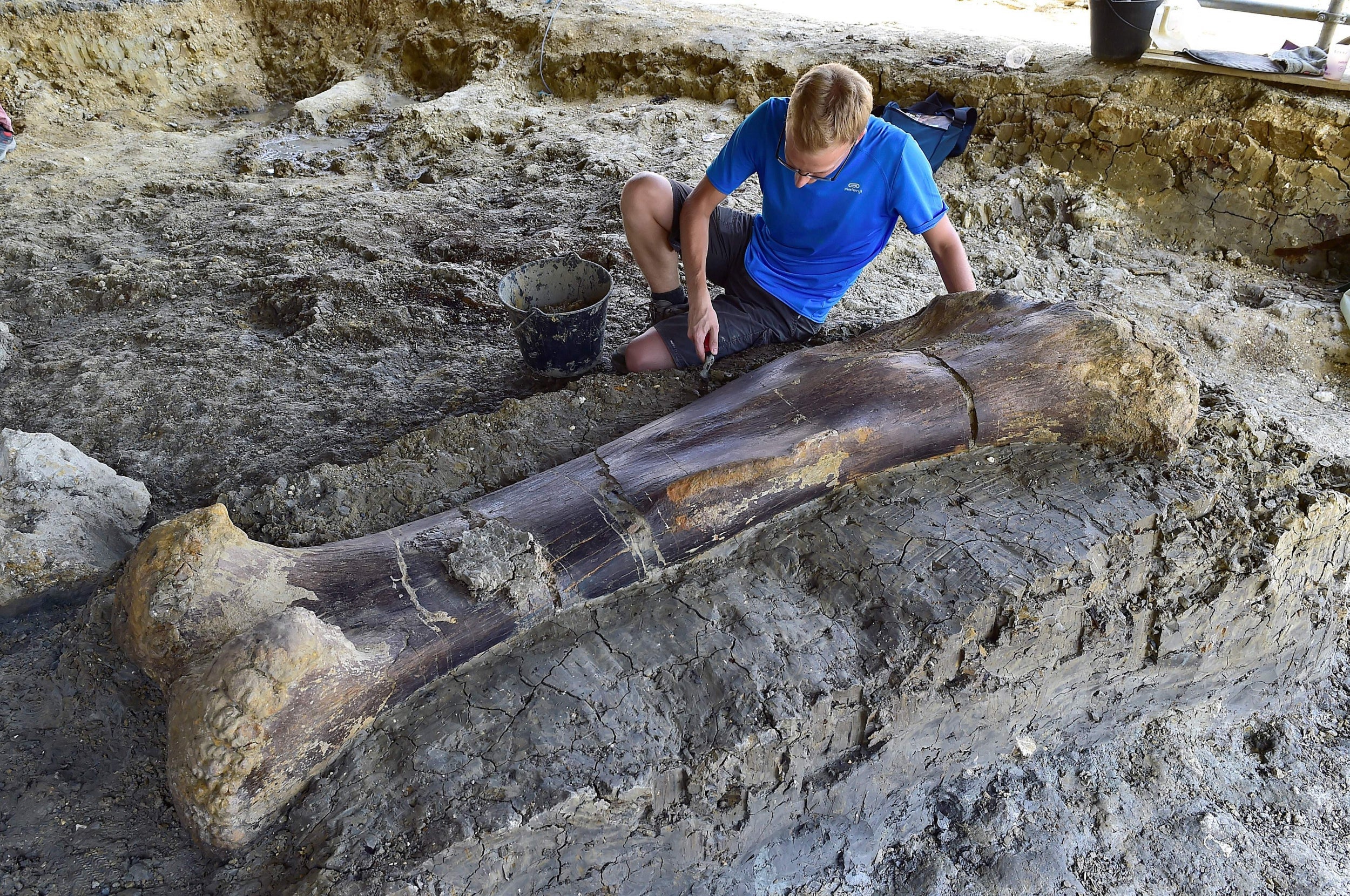 Maxime Lasseron, researching his doctorate at the National Museum of Natural History in Paris, inspects the femur of a Sauropod