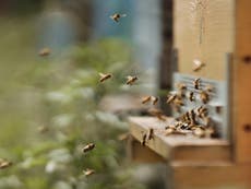 Changing human-made hives can help save the honey bees