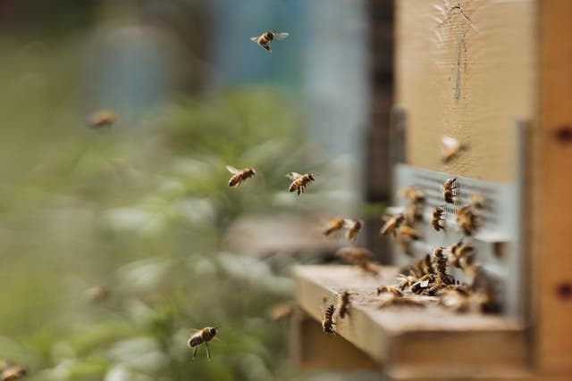 Hives that better mimic trees where bees nest will help their population numbers
