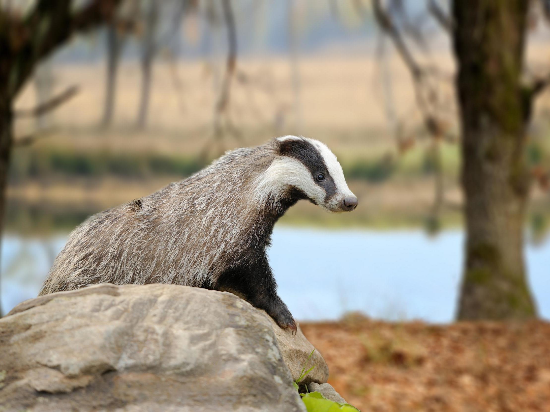 Thousands of badgers shot are likely to have suffered "immense pain" before dying, experts say