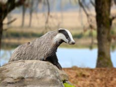 Cattle TB soars 130%, ‘showing badger cull expansion plan flawed’