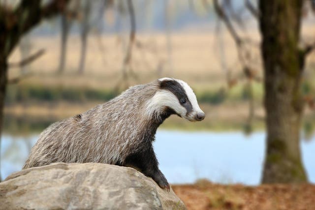 Thousands of badgers shot are likely to have suffered "immense pain" before dying, experts say