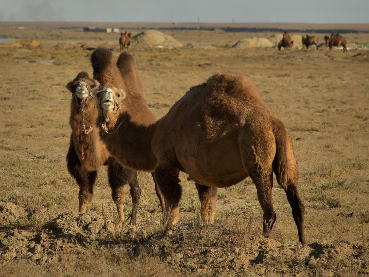 Could You Be, The Most Expensive Camel in the World?