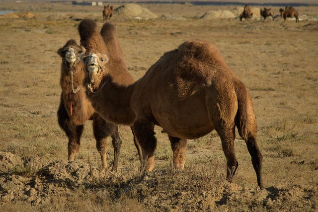 The nation's camels come in an array of back shapes – most of them one-and-a-half-humped