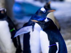 London Aquarium announces first ever gender neutral penguin