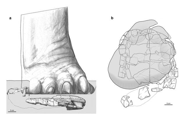 An illustration of a sauropod foot (left) stepping on a 150-million-year-old turtle, with an overhead view of the damage