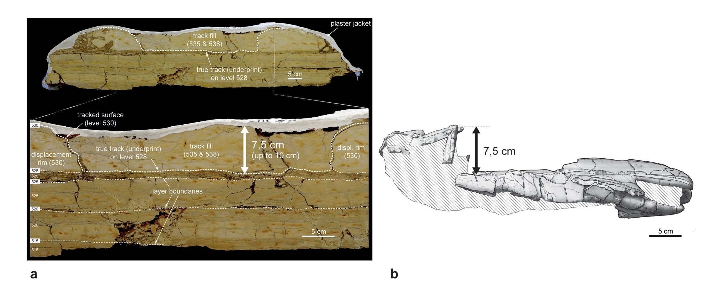 A side view of a dinosaur track fossil (left) compared with an illustrated side view of the crushed turtle shell (Puntener et al 2019, Swiss Journal of Geosciences)