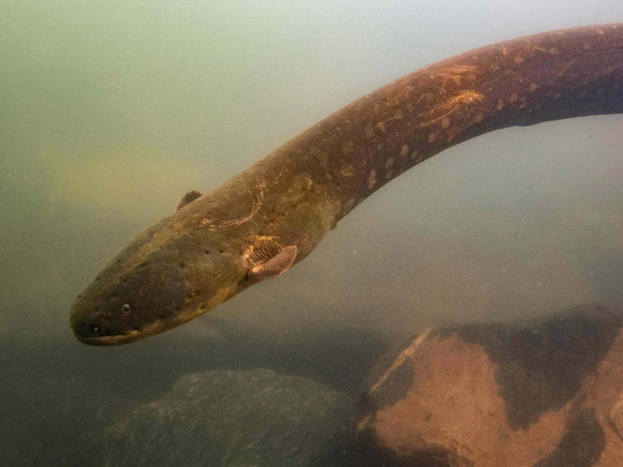 ‘I was scared’: Most powerful electric eel ever discovered by scientists - The Independent