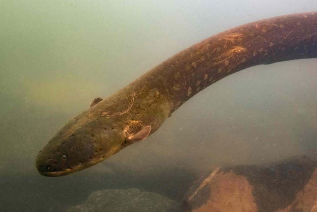 Two entirely new species of electric eel have been discovered in the Amazon basin, including one which can deliver a record-breaking electric shock