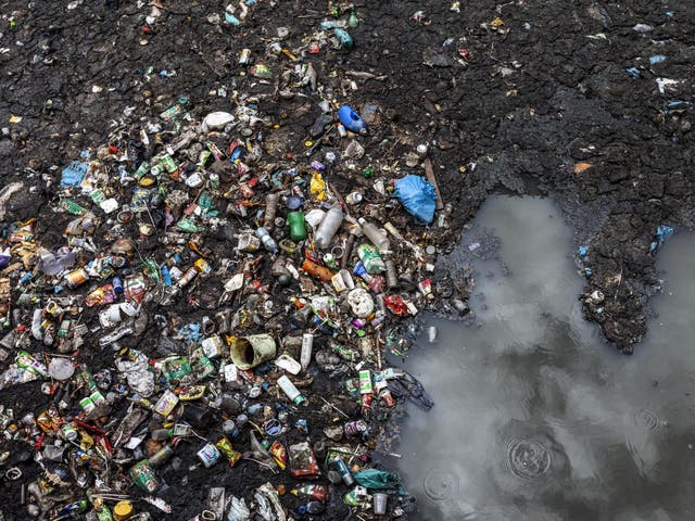 Exposure to plastic bottles and carrier bags caused earthworms to lose 3.1 per cent of their weight over a 30-day period (file photo)