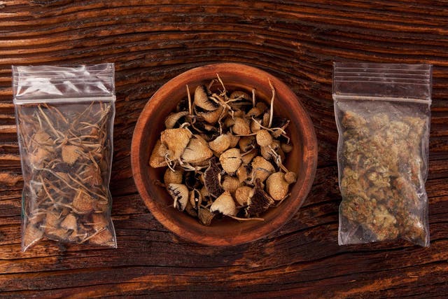 Dry psilocybin magic mushrooms and marijuana buds. Trials suggest that psilocybin is promising for chronic depression and addiction