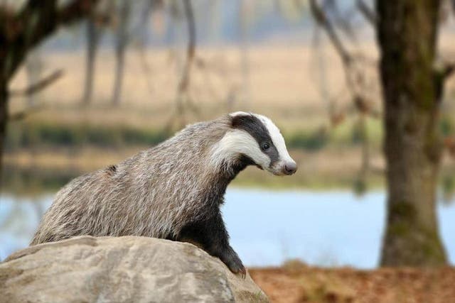 This year’s cull is set to harm not just badgers, but hardworking farmers too 