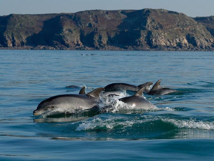Scientists believe the pollutants weaken their immune system and means the dolphins (pictured) face higher rates of illness and disease than captive counterparts